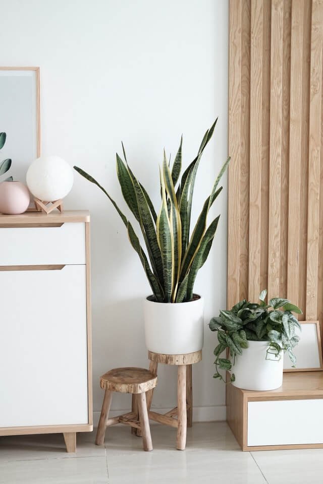 Sansevieria Golden Flame - الصورة 2